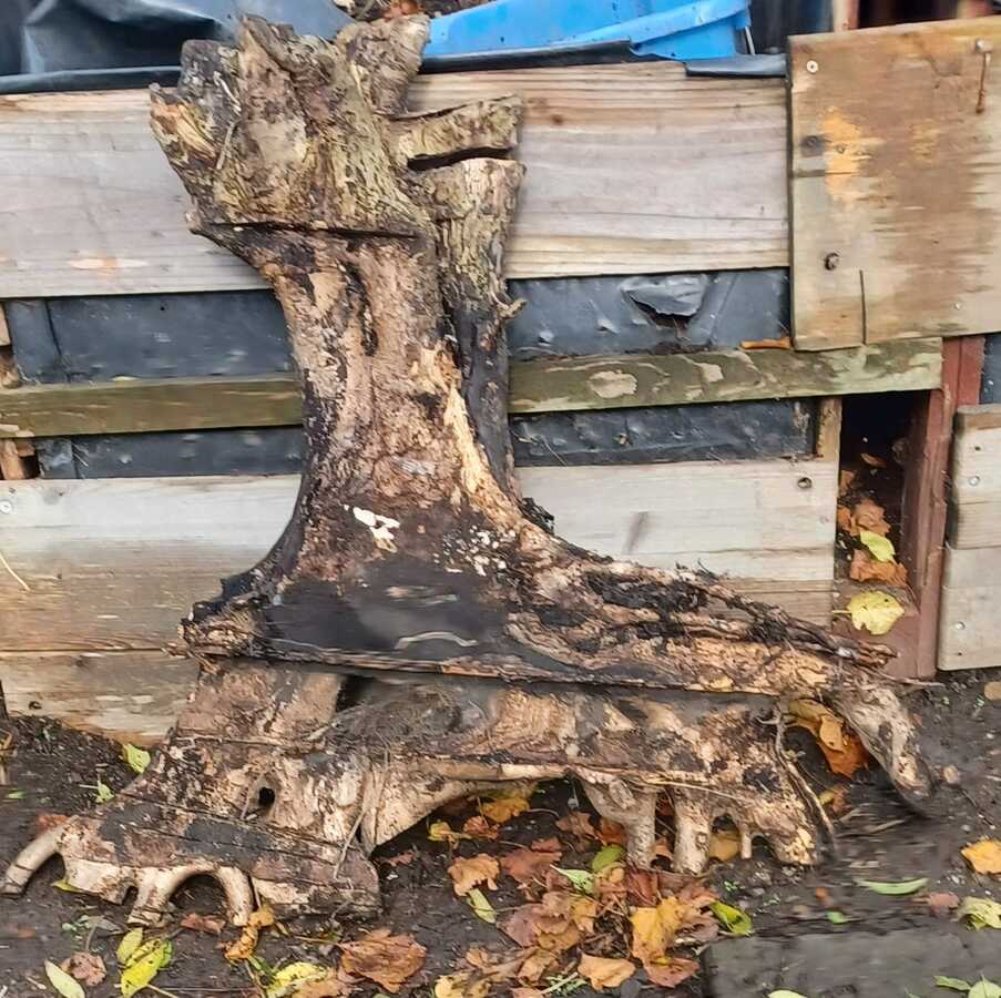 Tree root removed